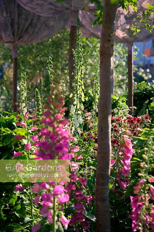 RHS Chelsea Flower Show 2014 - City of London Corporation Oak Processionary Moth Garden. Designer Helen Elks-Smith. Fresh Garden