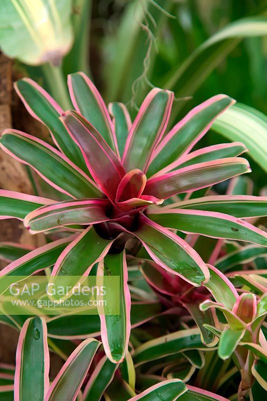 Neoregelia 'Fireball Donga'