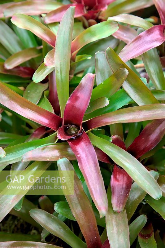 Neoregelia 'Fireball'