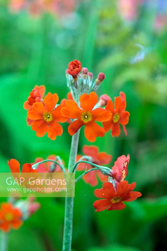 Primula 'Inverewe'  - Pf -  AGM