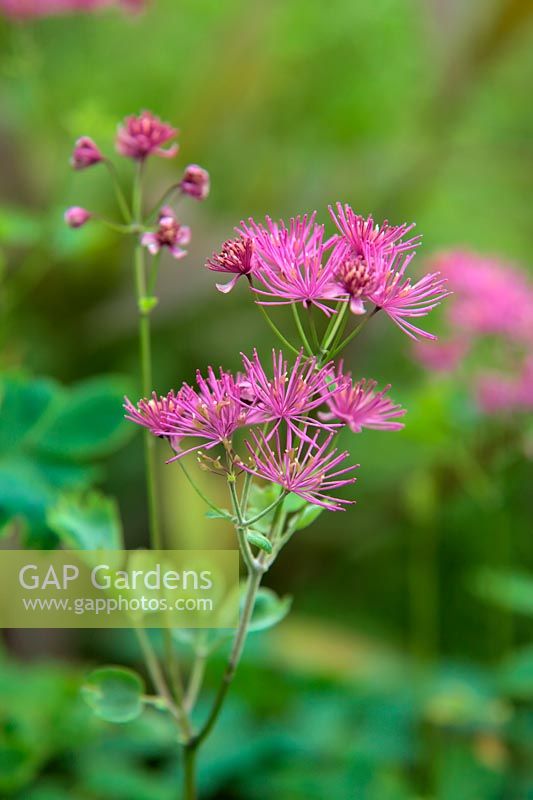 Thalictrum aquilegiifolium 'Thundercloud' AGM