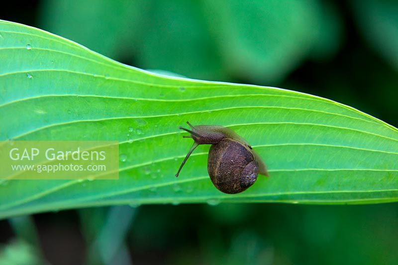 Snail on Hosta leaf