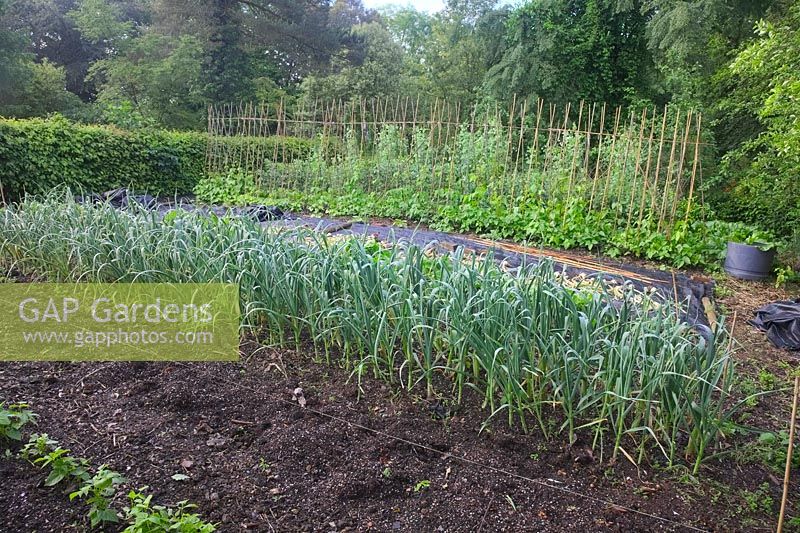 The productive vegatble garden at Holbrook in early June with Runner beans, an almost mature crop of garlic, Perpetual spinach and Parsnips, mulch over which winter squash plants will sooon sprawl.