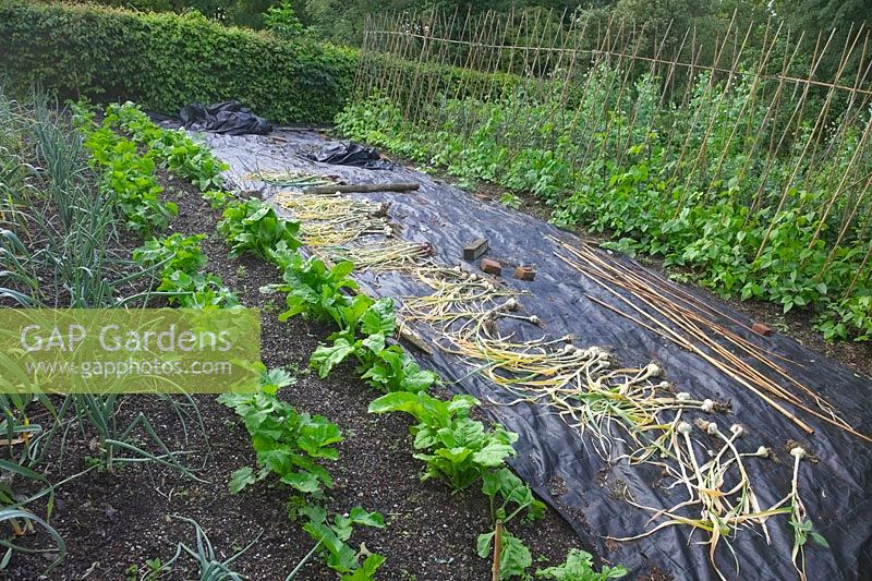 The productive vegatble garden at Holbrook in early June with Runner beans, an almost mature crop of garlic, Perpetual spinach and Parsnips, mulch over which winter squash plants will sooon sprawl and onions from setts