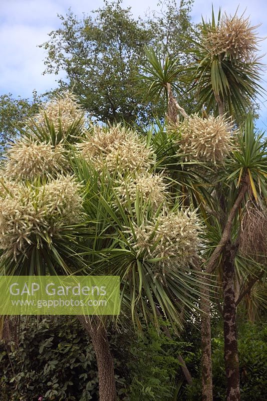 Cordyline australis AGM - in flower in Falmouth, Cornwall, UK local name Dracaena - though incorrect