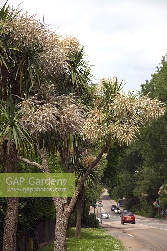 Cordyline australis AGM - in flower in Dracaena Avenue, Falmouth, Cornwall, UK local name Dracaena - though incorrect