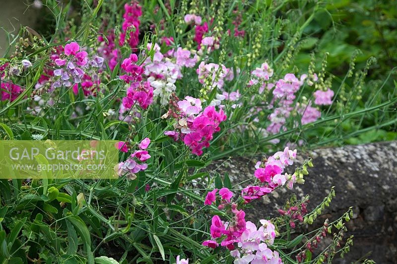 Lathyrus latifolius - Perennial pea or Everlasting sweet pea clambering over a stone boundary wall of a country cottage