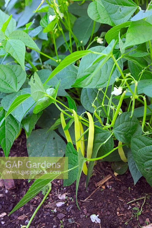 Phaseolus vulgaris 'Sonesta' AGM Dwarf French Beans