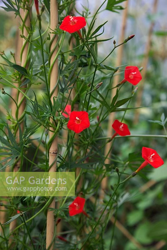 Cardinal Climber - Ipomoea sloteri