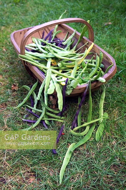 Climbing French beans - Phaseolus vulgaris 'Algarve', Phaseolus vulgaris 'A Cosse Violette'  Phaseolus vulgaris 'Cobra' AGM, Phaseolus vulgaris 'Corona d'Oro' Runner beans: Phaseolus coccineus 'Firestorm' Runner Bean and 'Streamline' and Dwarf French Beans - Phaseolus vulgaris 'Sonesta