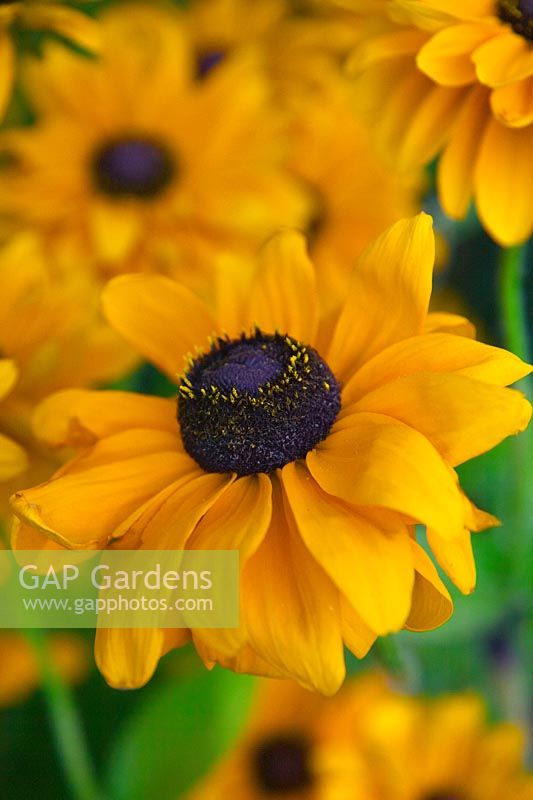 Rudbeckia hirta 'Marmalade'