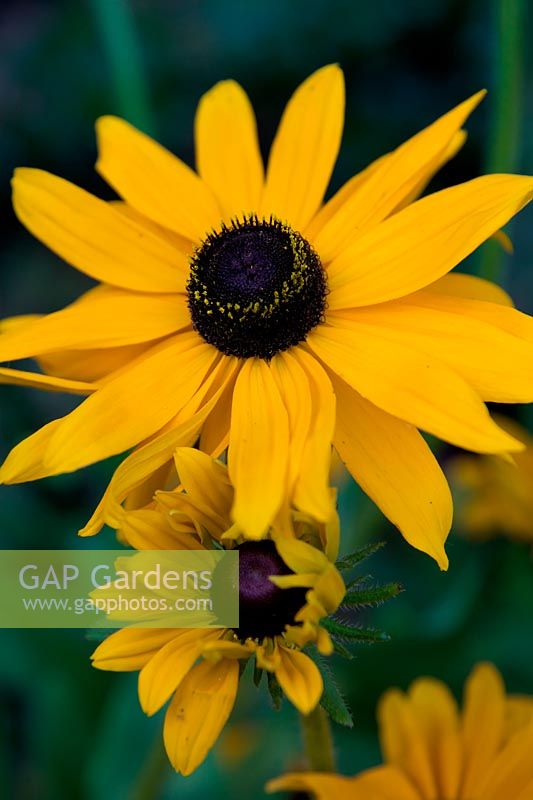 Rudbeckia hirta 'Marmalade'