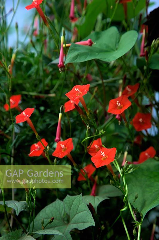 Cardinal Climber - Ipomoea sloteri