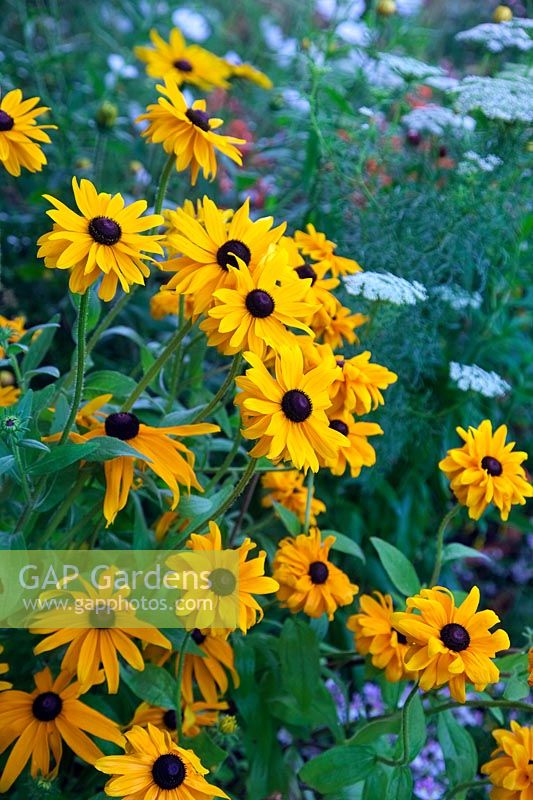 Rudbeckia hirta 'Marmalade'