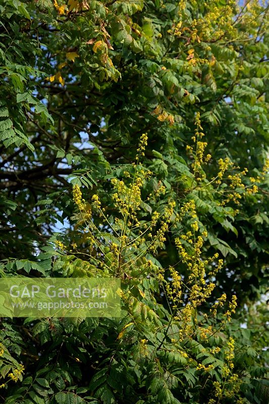 Koelreuteria paniculata AGM - Golden Rain Tree