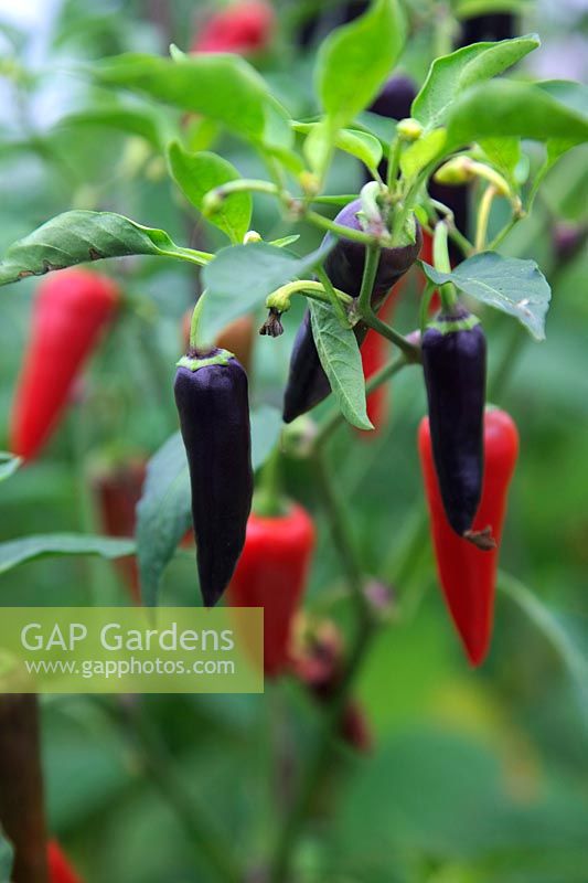Capsicum annuum 'Purple Gusto' Chilli pepper
