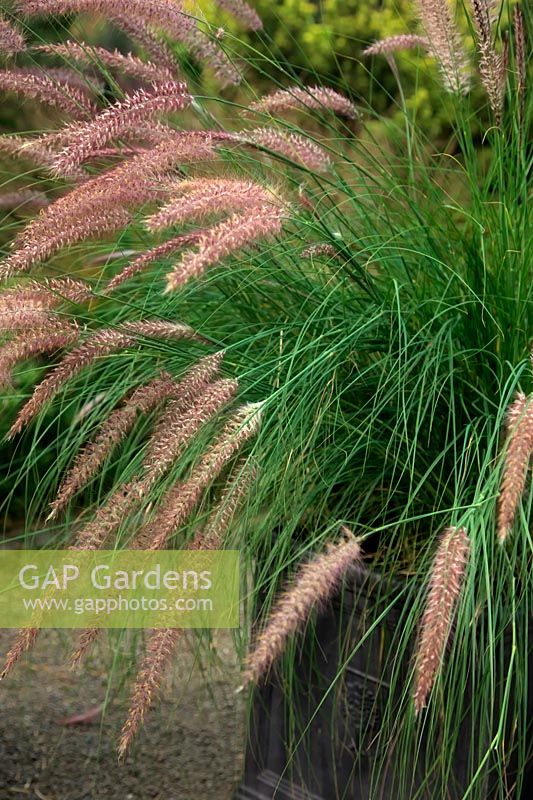 Pennisetum ruppelianum - Fountain Grass