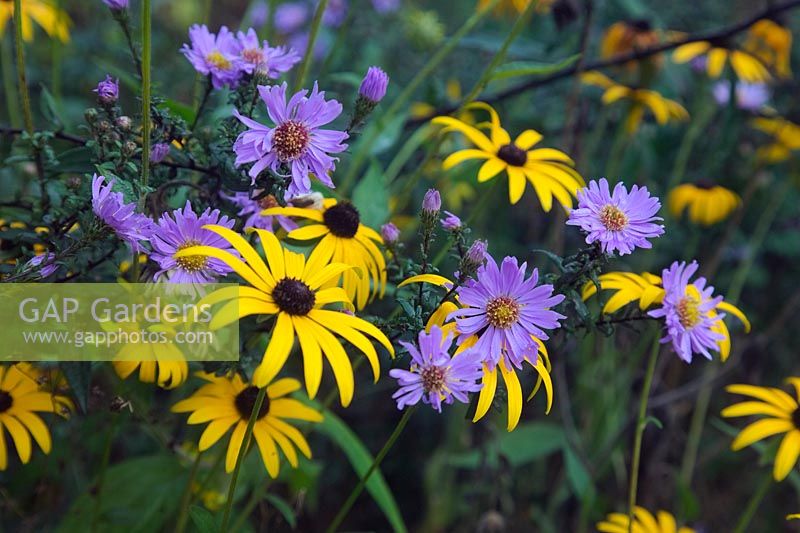 Rudbeckia fulgida var. deamii AGM with Aster laevis 'Calliope' in September