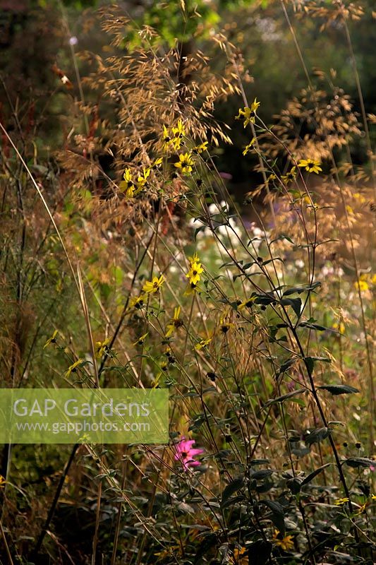 Helianthus microcephalus and Stipa gigantea in late September