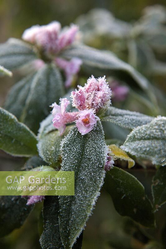 Daphne bholua 'Jacqueline Postill' AGM flowers with hoar frost late December