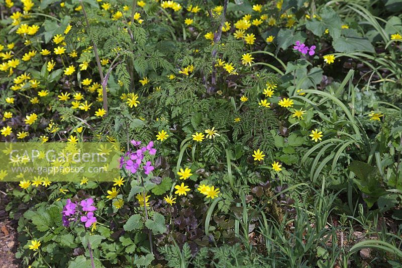 Spring border - Ranunculus ficaria 'Brazen Hussy' with Honesty - Lunaria and emerging Cow Parsley - Anthriscus sylvestris