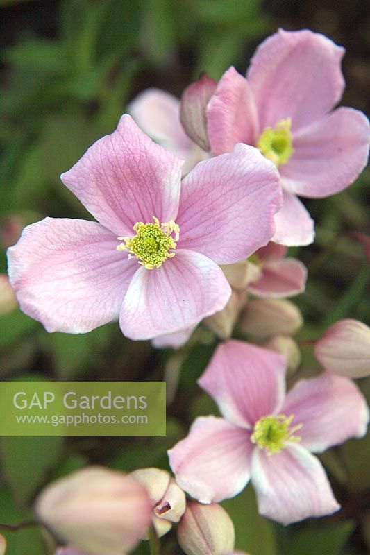 Clematis montana 'Mayleen'