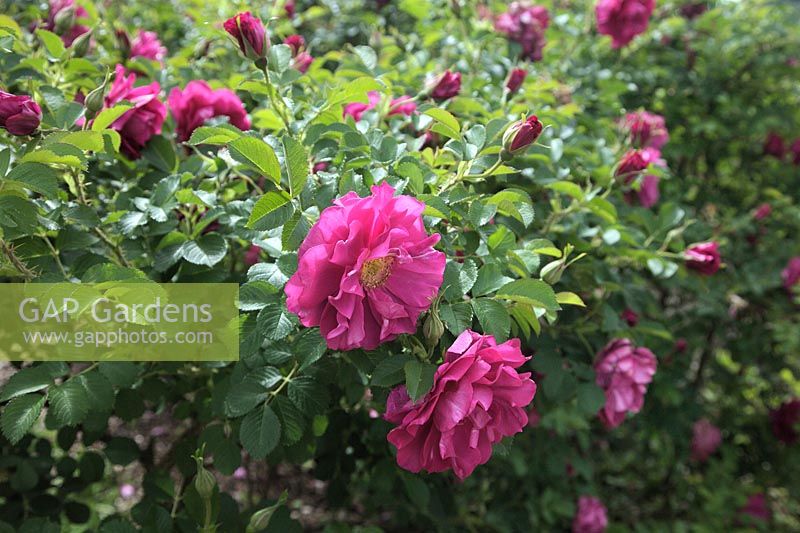Rosa WILD EDRIC 'Aushedge'  - PBR -   - Ru -  AGM Shrub rose