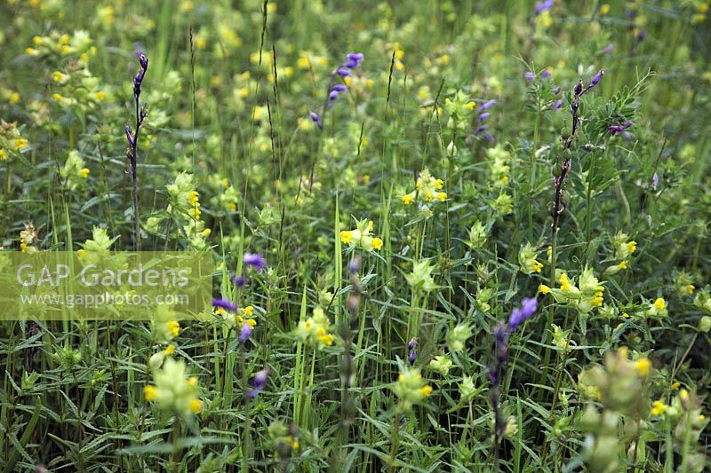 Rhinanthus minor - Yellow Rattle with Hyacinthoides non-scripta - English Bluebell