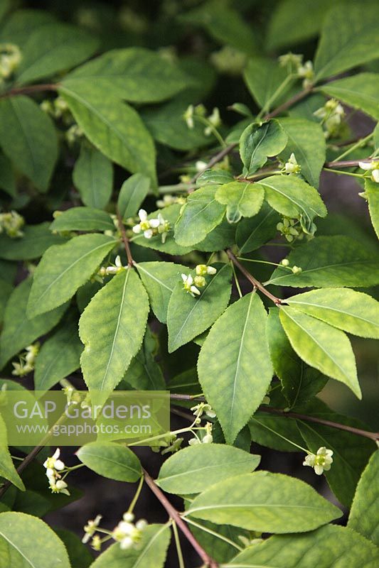 Euonymus alatus 'Rudy Haag' in flower