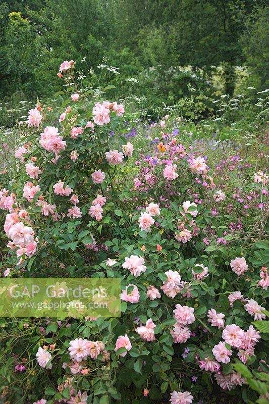 Rosa 'Felicia'  - HM -  AGM with Chaerophyllum temulum Holbrook Garden, Devon, UK