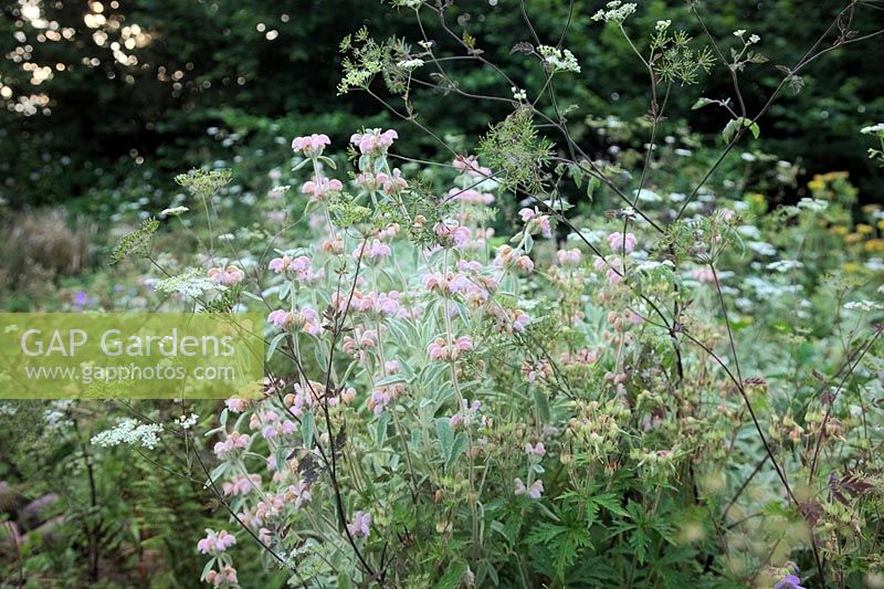 Phlomis italica with Rough Chervil - Chaerophyllum temulum