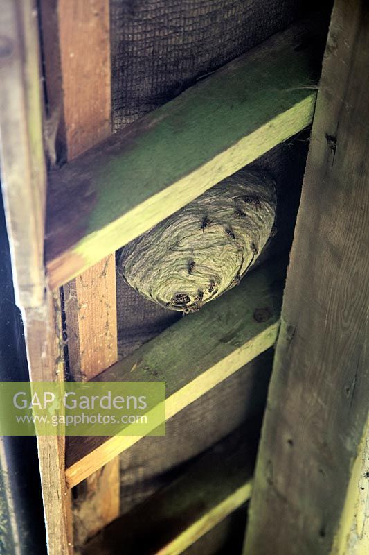 Wasp nest under outhouse eaves