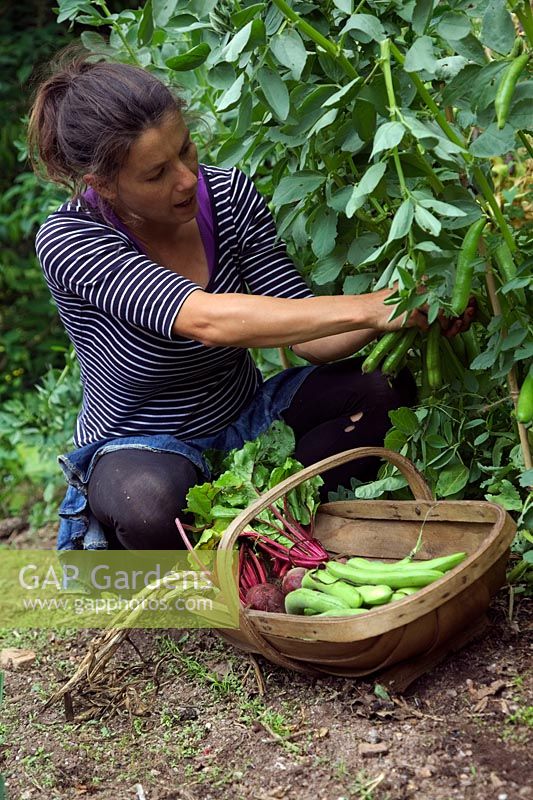 Woman Gardener picking Broad beans - Vicia faba 'Witkiem Manita' AGM, Beetroot Beta vulgaris 'Boltardy' AGM and the first harvested Garlic - Allium sativum 'Albigensian Wight'