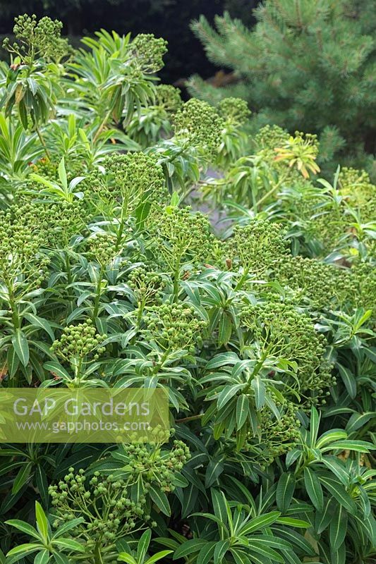 Euphorbia x pasteurii