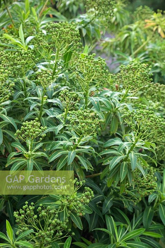 Euphorbia x pasteurii