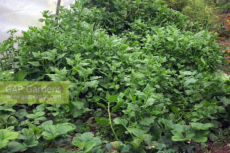 Tetragonia tetragonioides - New Zealand spinach is a ramant grower in a polytunnel - shown in August from an April sowing