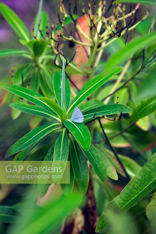 Holly Blue butterfly on Euphorbia x pasteuri