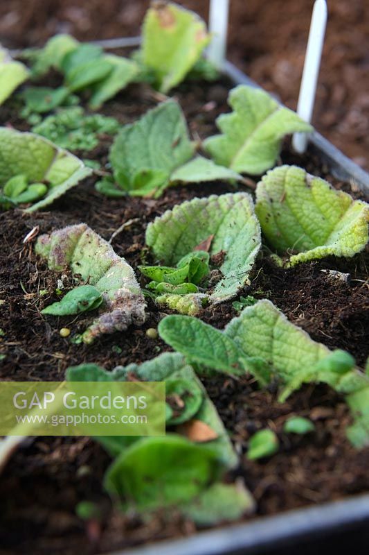 Leaf cuttings of Streptocarpus with new plants growing away