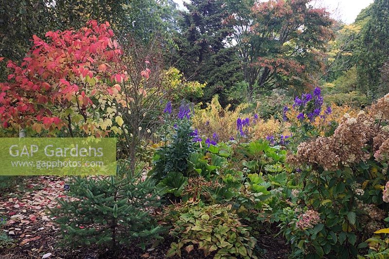 Autumn gardenscape at RHS Rosemoor with Euonymus planipes