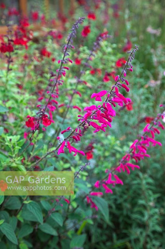 Salvia curviflora with Salvia 'Silas Dyson' growing on south facing conservatory wall - shown in October