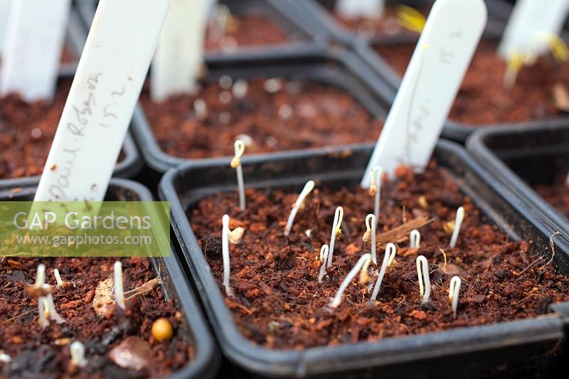 Germinating tomato seedlings - Solanum lycopersicum - sown mid February