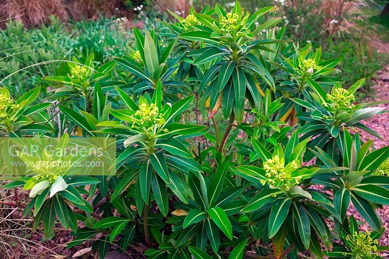 Selected Euphorbia x pasteuri seedling of compact habit in Holbrook Garden, Devon, UK