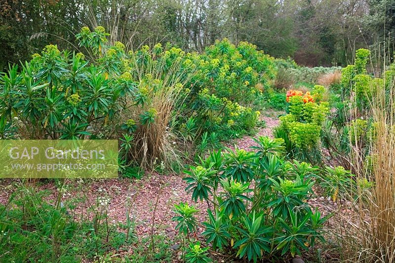 Euphorbia x pasteuri in Holbrook Garden during spring