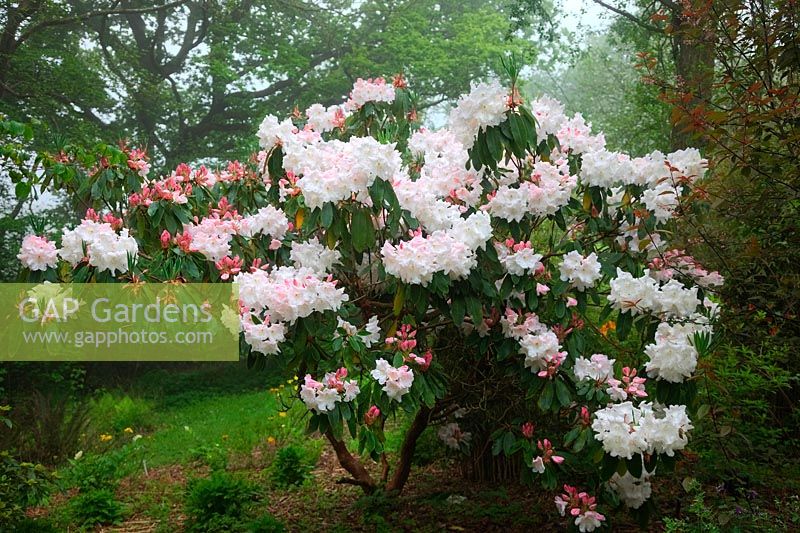 Rhododendron  - Loderi Group -  'Loderi King George' AGM in Holbrook Garden, Devon
