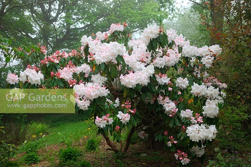 Rhododendron  - Loderi Group -  'Loderi King George' AGM in Holbrook Garden, Devon