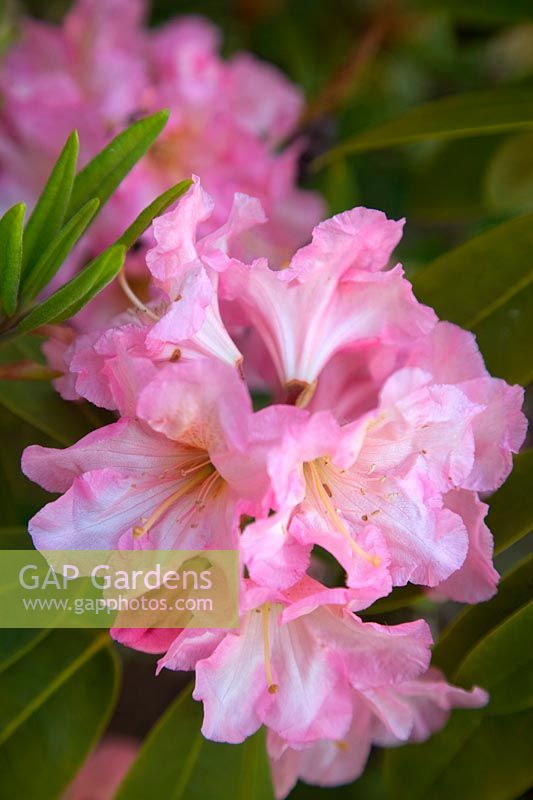 Rhododendron 'Naomi' - Hollam House, Dulverton, Somerset in late May