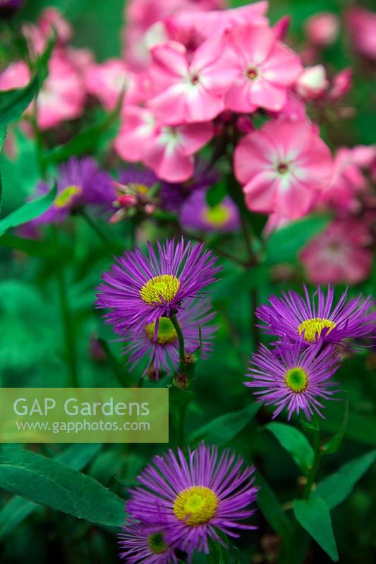 Phlox 'Rosenteller' with Erigeron 'Dunkelste Aller'