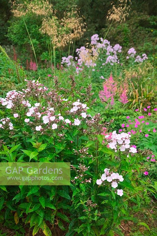 Holbrook Garden, Devon. The pink garden in July with Geranium 'Patricia', Phlox paniculata 'Monica Lynden-Bell', Stipa gigantea, Astilbe 'Cattleya' and Campanula lactiflora 'Loddon Anna' AGM