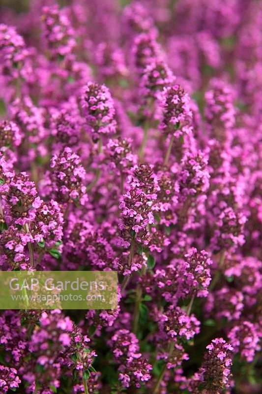 Thymus 'Dartmoor'