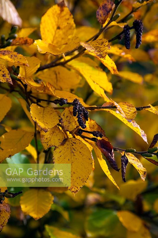 Betula medwediewii autumn foliage